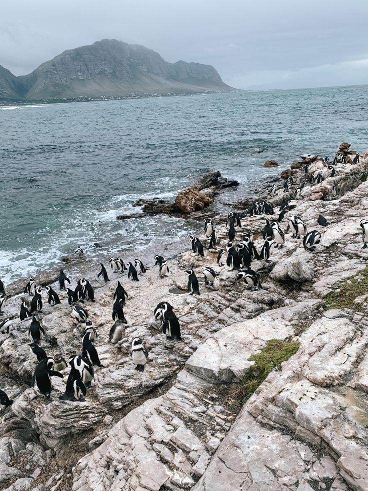 African penguins on a rocky coastline near Boulders Beach