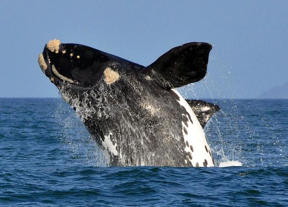 Whale breaching off the Overberg coastline
