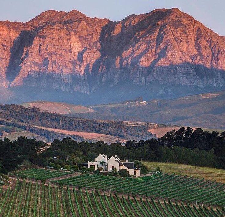 Cape Winelands vineyards with mountains in the background